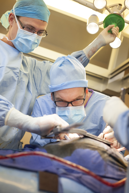 transplantation pulmonaire